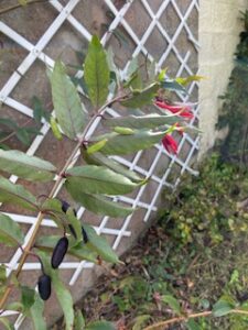 fuchsia regia regal Bio