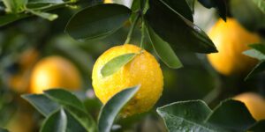- Yuzu citronnier greffé sur poncirus kryder bio