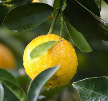 – Yuzu citronnier greffé sur poncirus kryder