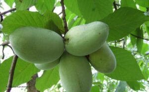 Tribola asiminier Bio