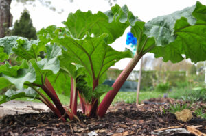 Rhubarbe Victoria Bio