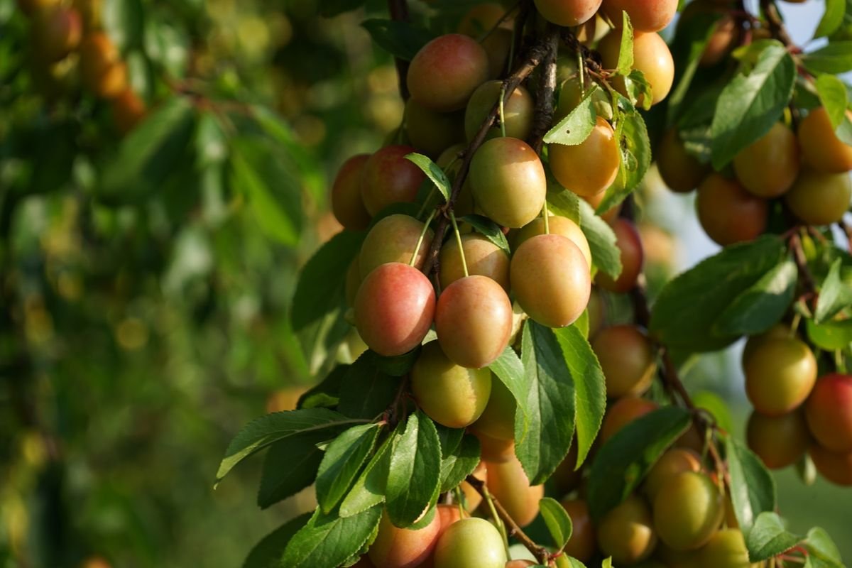 Prune, quetsche, mirabelle : les différences - Prune, quetsche et mirabelle : une même famille de fruits