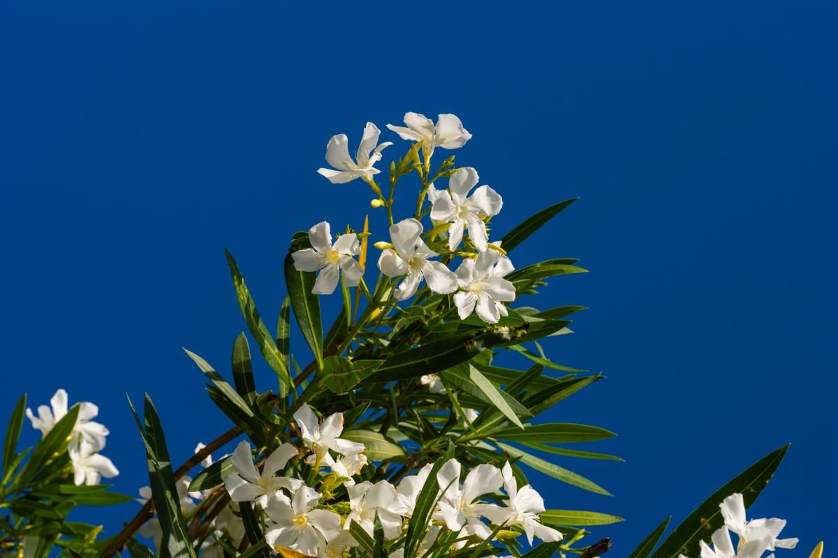 Photo illustration